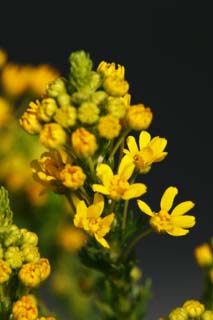 photo,material,free,landscape,picture,stock photo,Creative Commons,A yellow floret, Yellow, floret, bud, petal