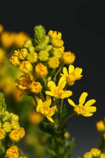 foto,tela,gratis,paisaje,fotografa,idea,Un floret amarillo, Pngase amarillo, Floret, Botn, Ptalo