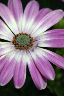 photo,material,free,landscape,picture,stock photo,Creative Commons,Purple flower and pollen, White, I am purple, Pollen, petal