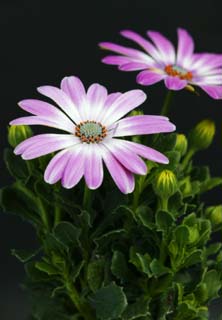 photo, la matire, libre, amnage, dcrivez, photo de la rserve,Une fleur pourpre, Blanc, Je suis pourpre, Pollen, ptale