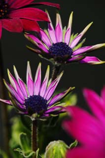 photo,material,free,landscape,picture,stock photo,Creative Commons,Seriousness of a young flower, indigo plant, bud, flower, petal