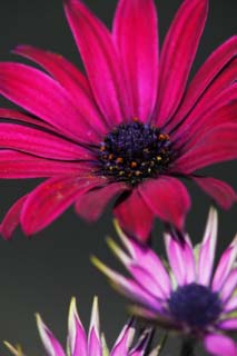 fotografia, materiale, libero il panorama, dipinga, fotografia di scorta,Un fiore di violaceo rosso, Violaceo rosso, Polline, fiore, petalo