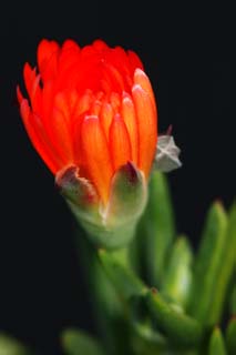 Foto, materieel, vrij, landschap, schilderstuk, bevoorraden foto,Oranje bloesem, Bigarade, Oranje, Bloem, Kroonblad