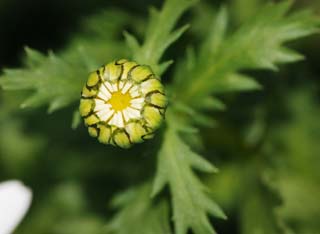 photo,material,free,landscape,picture,stock photo,Creative Commons,A bud of wild chrysanthemum, White, Wild chrysanthemum, bud, petal