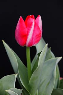 Foto, materieel, vrij, landschap, schilderstuk, bevoorraden foto,Een rode-en-witte tulp, , Tulp, Kroonblad, Potplant