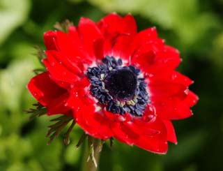 photo, la matière, libre, aménage, décrivez, photo de la réserve,Une anémone rouge, anémone, , pétale, plante en pot