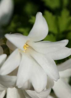 , , , , ,  ., ., hyacinth, , petal, potted 