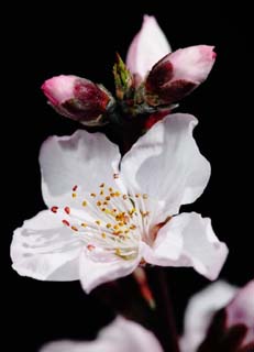 photo,material,free,landscape,picture,stock photo,Creative Commons,It is sunlight of spring in peach blossom, peach, , petal, 