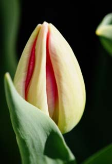 photo,material,free,landscape,picture,stock photo,Creative Commons,The  petal which I hid, , tulip, petal, potted plant