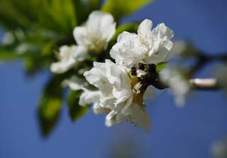 fotografia, materiale, libero il panorama, dipinga, fotografia di scorta,Un fiore di primavera bianco e doppio, Bianco, fiore, petalo, ramo