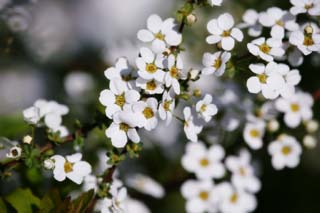 Foto, materieel, vrij, landschap, schilderstuk, bevoorraden foto,Voorjaar van Spiraea, , Spiraea, Spirea, In het voorjaar