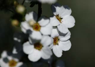 Foto, materieel, vrij, landschap, schilderstuk, bevoorraden foto,Ontspringen van Spiraea, , Spiraea, Spirea, In het voorjaar