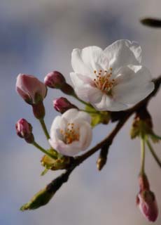 fotografia, material, livra, ajardine, imagine, proveja fotografia,Fonte de uma Yoshino cereja rvore, rvore de cereja, , , Yoshino cereja rvore