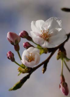 Foto, materieel, vrij, landschap, schilderstuk, bevoorraden foto,Ontspringen van een Yoshino kers boom, Kers boom, , , Yoshino kers boom