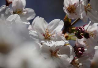 Foto, materieel, vrij, landschap, schilderstuk, bevoorraden foto,Ontspringen van een Yoshino kers boom, Kers boom, , , Yoshino kers boom