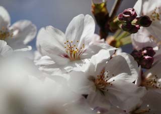 Foto, materieel, vrij, landschap, schilderstuk, bevoorraden foto,Ontspringen van een Yoshino kers boom, Kers boom, , , Yoshino kers boom