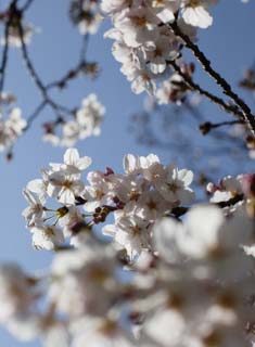 Foto, materieel, vrij, landschap, schilderstuk, bevoorraden foto,Ontspringen van een Yoshino kers boom, Kers boom, , , Yoshino kers boom