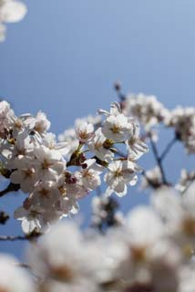 fotografia, materiale, libero il panorama, dipinga, fotografia di scorta,Primavera di un Yoshino albero ciliegio, albero ciliegio, , , Yoshino albero ciliegio