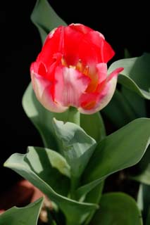 , , , , ,  ., ., , tulip, petal, potted 