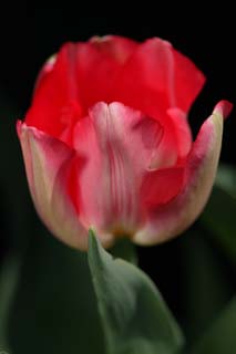 Foto, materiell, befreit, Landschaft, Bild, hat Foto auf Lager,Ein winziges Bltenblatt, , Tulpe, Bltenblatt, Topfpflanze