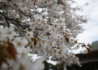 photo, la matire, libre, amnage, dcrivez, photo de la rserve,Un arbre de la cerise blanc, arbre de la cerise, , , Dans le printemps