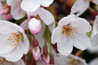 photo, la matire, libre, amnage, dcrivez, photo de la rserve,Printemps d'un arbre de cerise Yoshino, arbre de la cerise, , , Arbre de cerise Yoshino