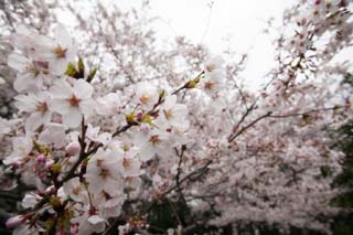 foto,tela,gratis,paisaje,fotografa,idea,Primavera de uno cerezo de Yoshino, Cerezo, , , Cerezo de Yoshino