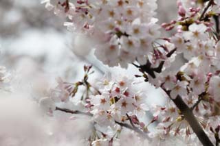 foto,tela,gratis,paisaje,fotografa,idea,Primavera de uno cerezo de Yoshino, Cerezo, , , Cerezo de Yoshino