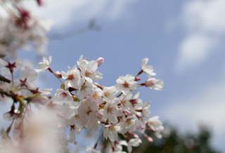 foto,tela,gratis,paisaje,fotografa,idea,Primavera de uno cerezo de Yoshino, Cerezo, , , Cerezo de Yoshino