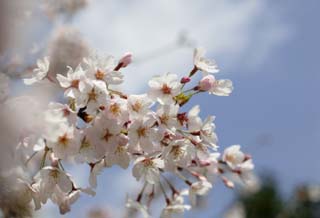 Foto, materieel, vrij, landschap, schilderstuk, bevoorraden foto,Ontspringen van een Yoshino kers boom, Kers boom, , , Yoshino kers boom