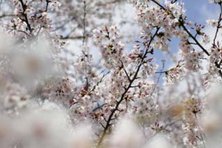 Foto, materieel, vrij, landschap, schilderstuk, bevoorraden foto,Ontspringen van een Yoshino kers boom, Kers boom, , , Yoshino kers boom