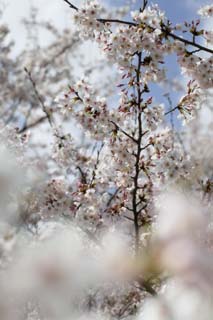 Foto, materiell, befreit, Landschaft, Bild, hat Foto auf Lager,Frhling eines Yoshino Kirschenbaumes, Kirschenbaum, , , Yoshino Kirschenbaum