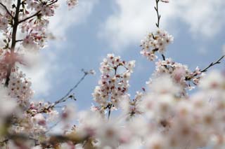 Foto, materieel, vrij, landschap, schilderstuk, bevoorraden foto,Ontspringen van een Yoshino kers boom, Kers boom, , , Yoshino kers boom