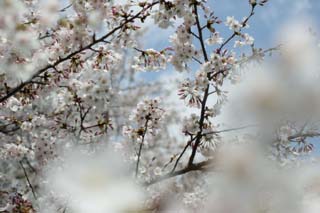 foto,tela,gratis,paisaje,fotografa,idea,Primavera de uno cerezo de Yoshino, Cerezo, , , Cerezo de Yoshino