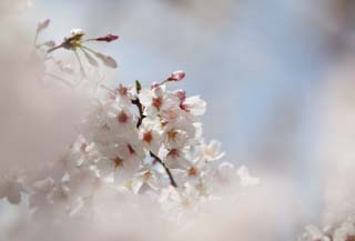 Foto, materieel, vrij, landschap, schilderstuk, bevoorraden foto,Ontspringen van een Yoshino kers boom, Kers boom, , , Yoshino kers boom