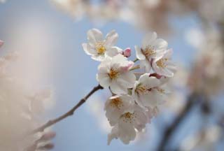 Foto, materieel, vrij, landschap, schilderstuk, bevoorraden foto,Ontspringen van een Yoshino kers boom, Kers boom, , , Yoshino kers boom