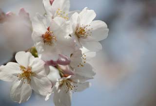 foto,tela,gratis,paisaje,fotografa,idea,Primavera de uno cerezo de Yoshino, Cerezo, , , Cerezo de Yoshino