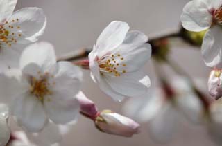 foto,tela,gratis,paisaje,fotografa,idea,Primavera de uno cerezo de Yoshino, Cerezo, , , Cerezo de Yoshino