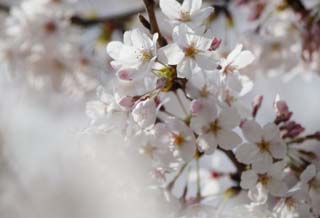 photo, la matire, libre, amnage, dcrivez, photo de la rserve,Printemps d'un arbre de cerise Yoshino, arbre de la cerise, , , Arbre de cerise Yoshino