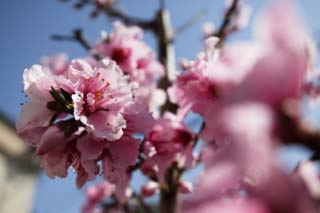 photo,material,free,landscape,picture,stock photo,Creative Commons,A peach in full glory, peach, , , blue sky