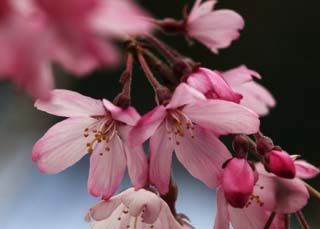 photo, la matire, libre, amnage, dcrivez, photo de la rserve,Temps d'un arbre de la cerise pendant, arbre de la cerise, , , Je pends en bas, et c'est leurre