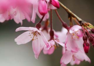 photo, la matire, libre, amnage, dcrivez, photo de la rserve,Un arbre de la cerise pendant, arbre de la cerise, , , Je pends en bas, et c'est leurre