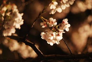 foto,tela,gratis,paisaje,fotografa,idea,Luminosidad de se ir para ver flores de cerezo por la noche, Cerezo, , , Cerezo de Yoshino