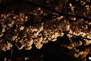 foto,tela,gratis,paisaje,fotografa,idea,Luminosidad de se ir para ver flores de cerezo por la noche, Cerezo, , , Cerezo de Yoshino