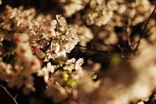 Foto, materieel, vrij, landschap, schilderstuk, bevoorraden foto,Brightness van gaand naar bezorg zijnen kers bloesems op de avond, Kers boom, , , Yoshino kers boom