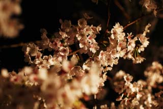 fotografia, materiale, libero il panorama, dipinga, fotografia di scorta,La luminosit di andare a vedere di notte fiori ciliegio, albero ciliegio, , , Yoshino albero ciliegio