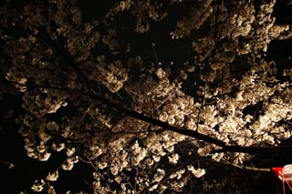 Foto, materieel, vrij, landschap, schilderstuk, bevoorraden foto,Brightness van gaand naar bezorg zijnen kers bloesems op de avond, Kers boom, , , Yoshino kers boom