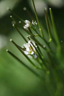 photo,material,free,landscape,picture,stock photo,Creative Commons,A floret of spring, White, branch, bud, petal