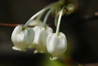 photo,material,free,landscape,picture,stock photo,Creative Commons,Dan doe azalea, White, , bud, petal