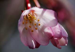 photo,material,free,landscape,picture,stock photo,Creative Commons,Spring of a drooping cherry tree, I hang down, and it is decoy, cherry tree, , 